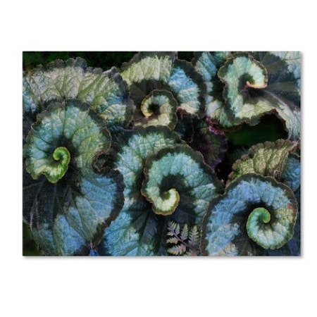 Trademark Fine Art Kurt Shaffer 'Escargot Begonia' Canvas Art, 22x32 KS474-C2232GG